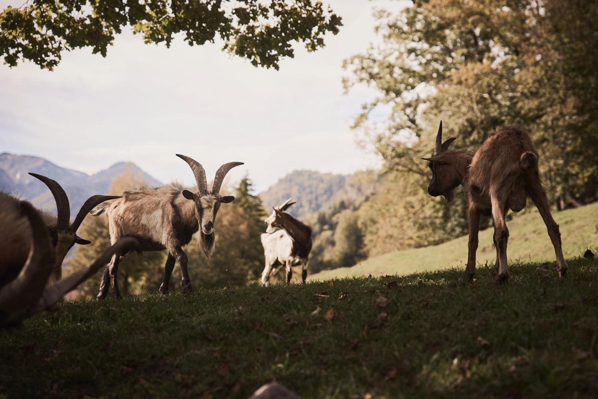 Rait'Ner Wirt Schleching Exterior foto